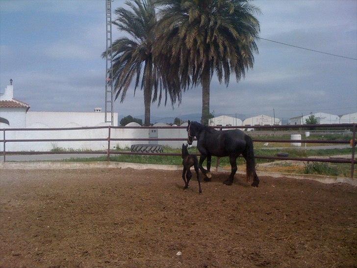 Barockpferd Isabel ( Solgt ) billede 3