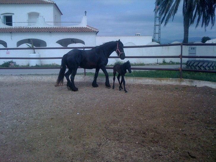 Barockpferd Isabel ( Solgt ) billede 4