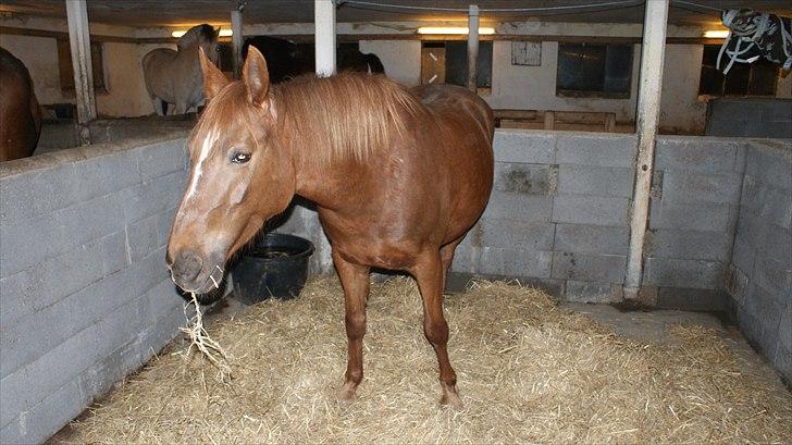 Anden særlig race Unique. billede 13