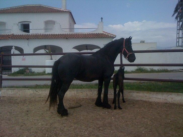 Barockpferd Isabel ( Solgt ) billede 5