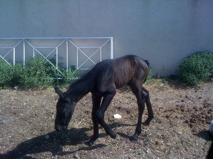 Barockpferd Isabel ( Solgt ) billede 6