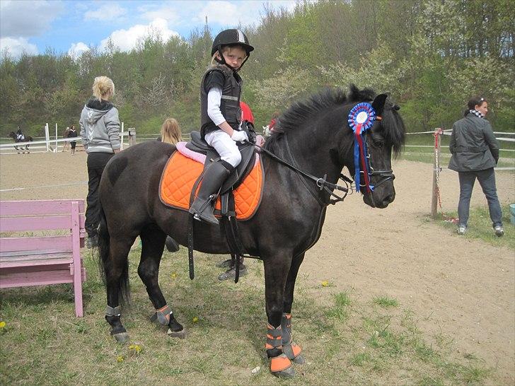 Welsh Pony (sec B) Papaya - nadja´s første stævne. billede 3