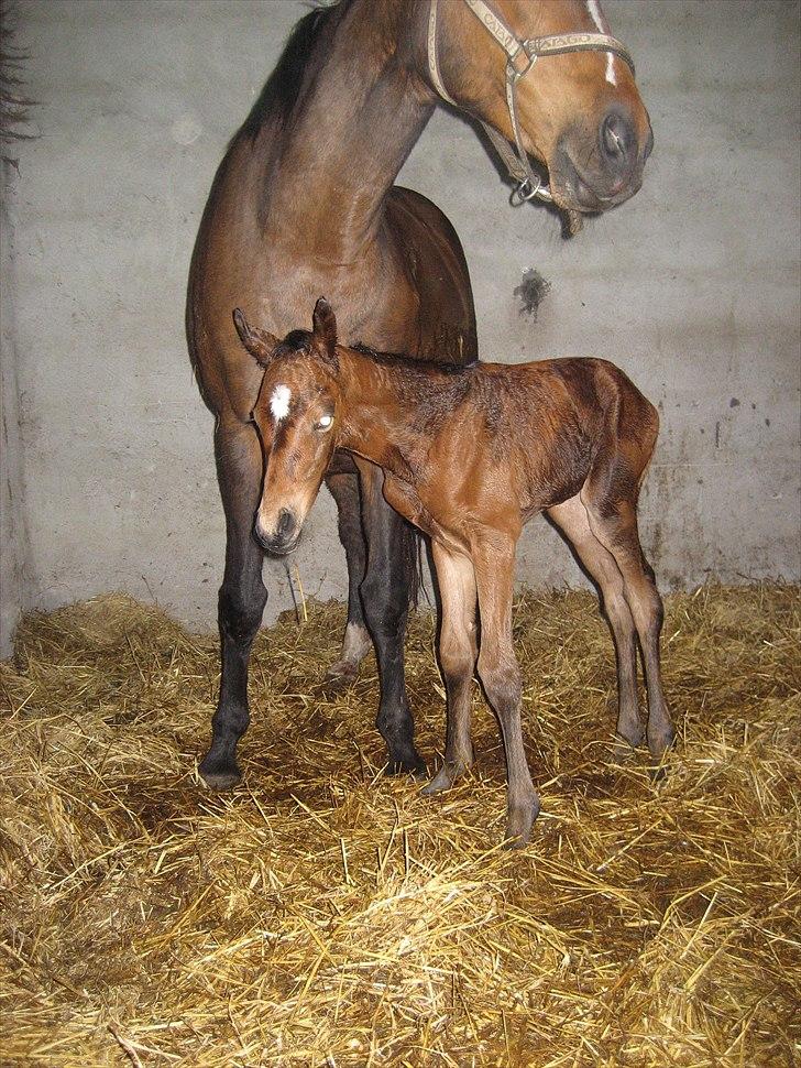 Dansk Varmblod Magnifique billede 1