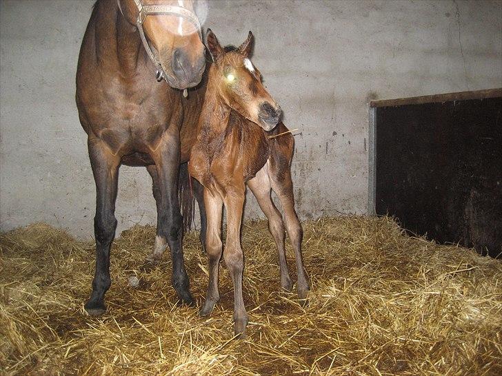 Dansk Varmblod Magnifique billede 2