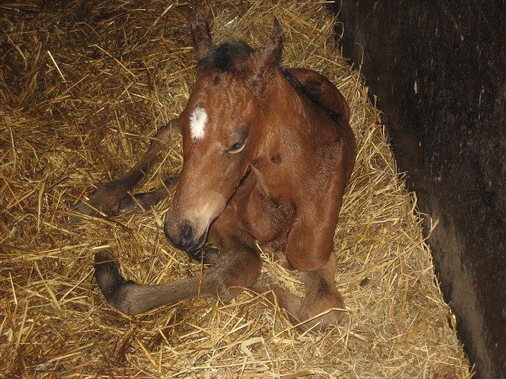 Dansk Varmblod Magnifique billede 3