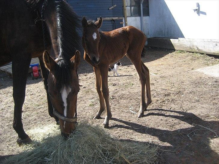 Dansk Varmblod Magnifique billede 4