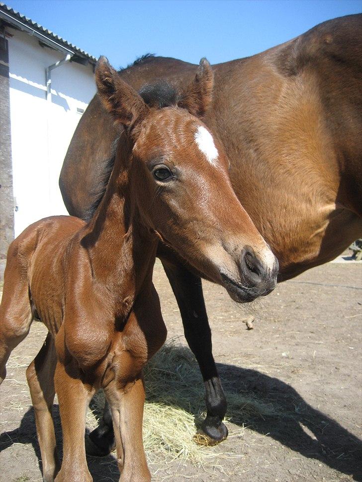 Dansk Varmblod Magnifique billede 5