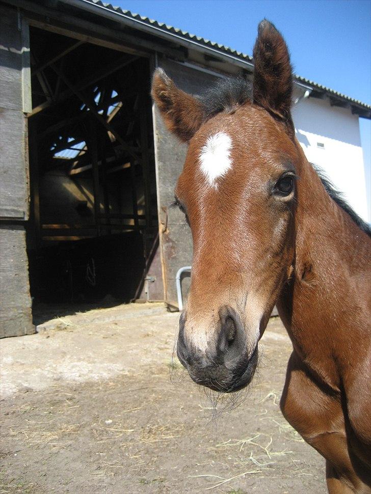 Dansk Varmblod Magnifique billede 6