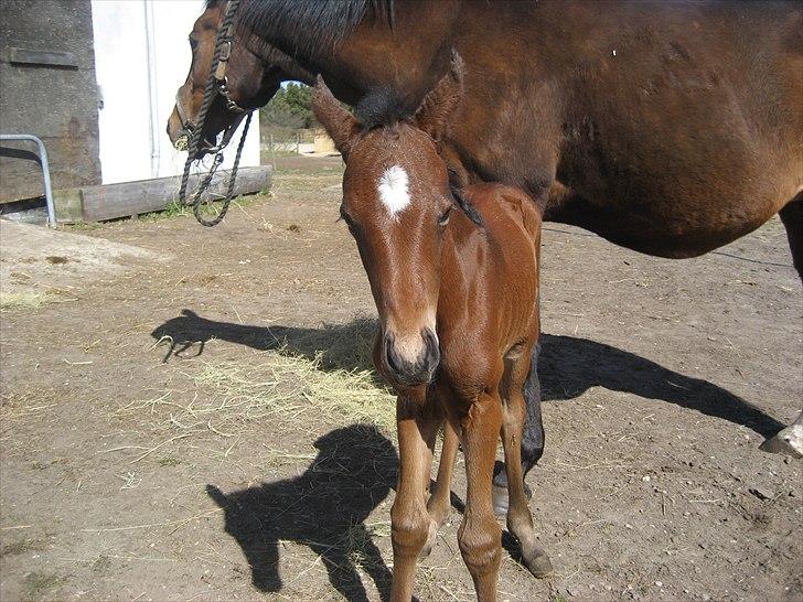 Dansk Varmblod Magnifique billede 7
