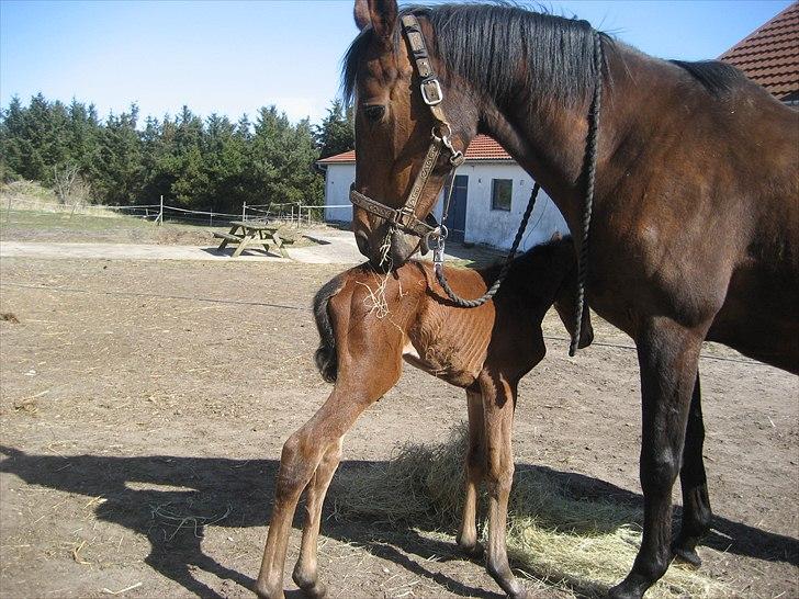 Dansk Varmblod Magnifique billede 8