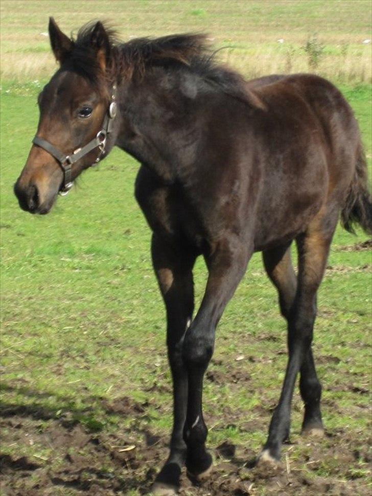 Traver Macy (aflivet) - 6 måneder gammel  billede 2