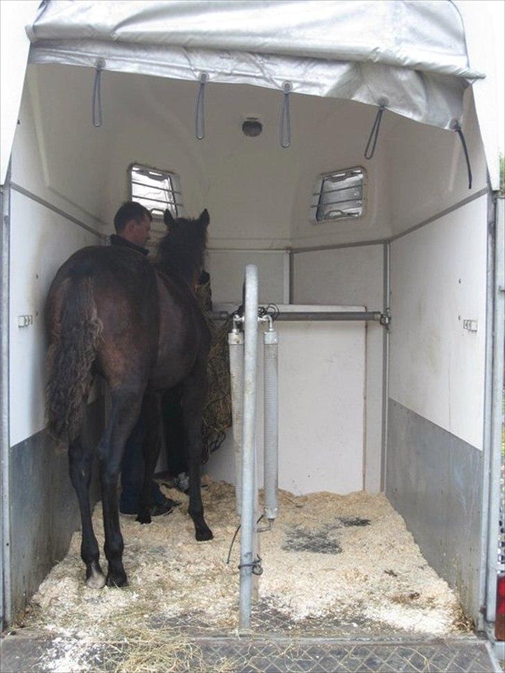 Traver Macy (aflivet) - 6 måneder gammel, i trailer uden mor for første gang, på vej til nyt opstaldningssted billede 3