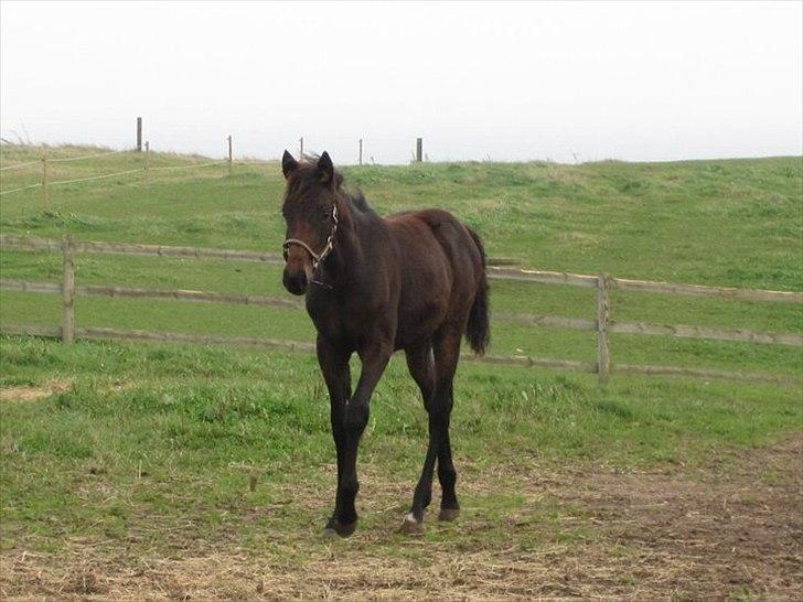 Traver Macy (aflivet) - Første dag på nyt opstaldningsted, lige vænnet fra billede 4