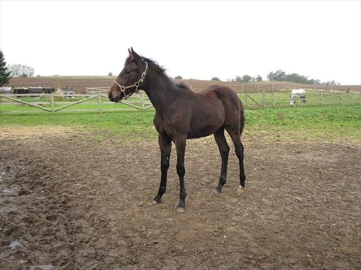 Traver Macy (aflivet) - Første dag på nyt opstaldningsted, lige vænnet fra billede 5