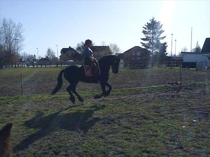 Frieser Wijtske HD billede 1