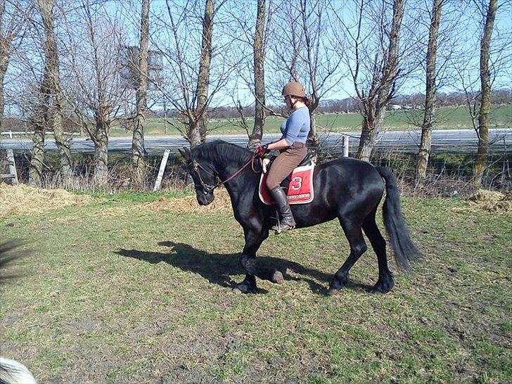 Frieser Wijtske HD billede 2