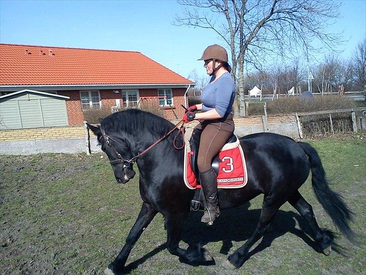 Frieser Wijtske HD billede 5