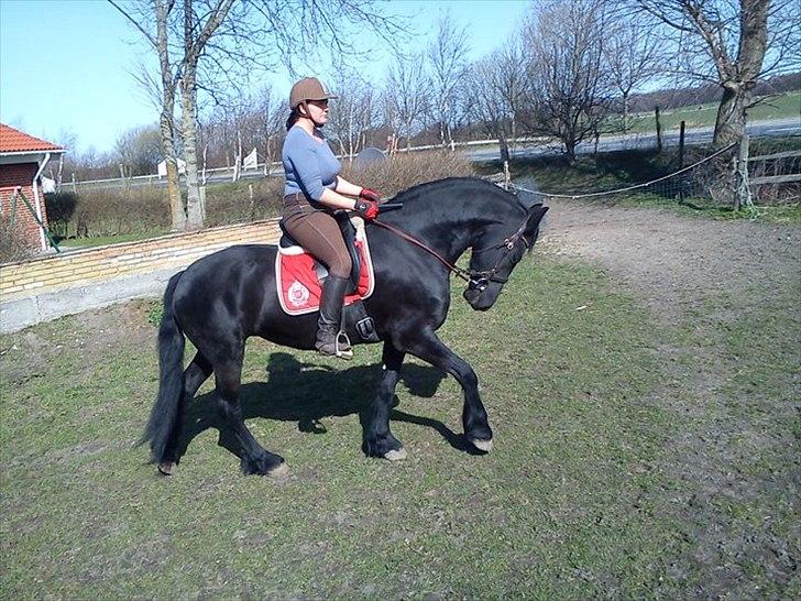 Frieser Wijtske HD billede 6