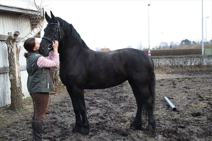 Frieser Wijtske HD billede 8