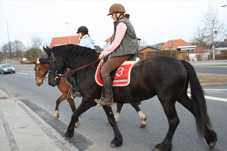 Frieser Wijtske HD billede 9