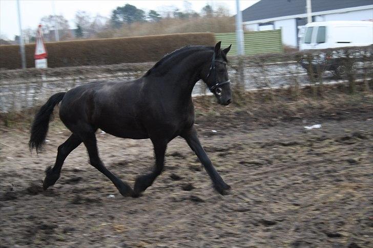 Frieser Wijtske HD billede 10