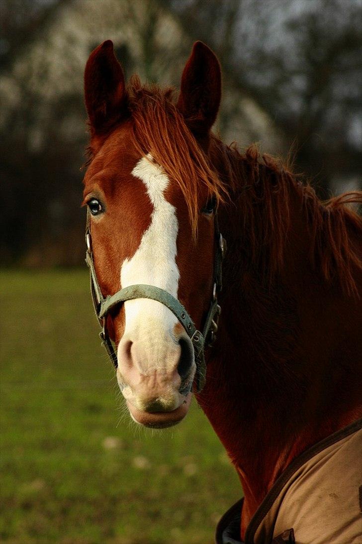 Frederiksborg Thor billede 1