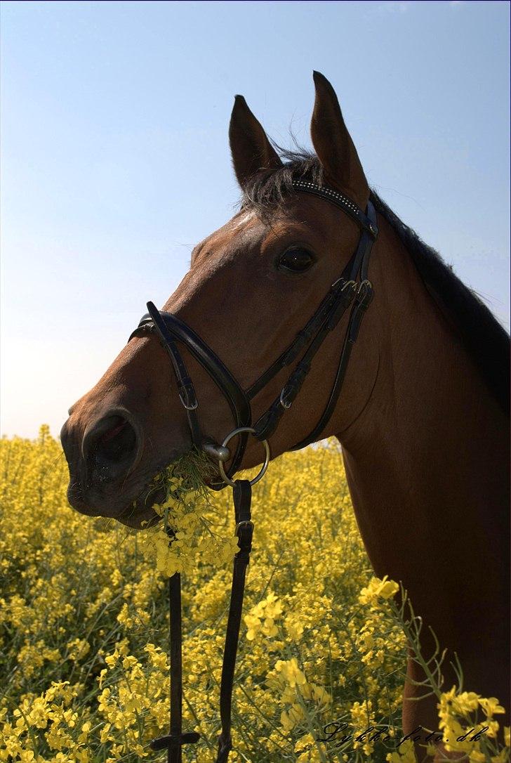 Anglo Araber (AA) kiki dee billede 14