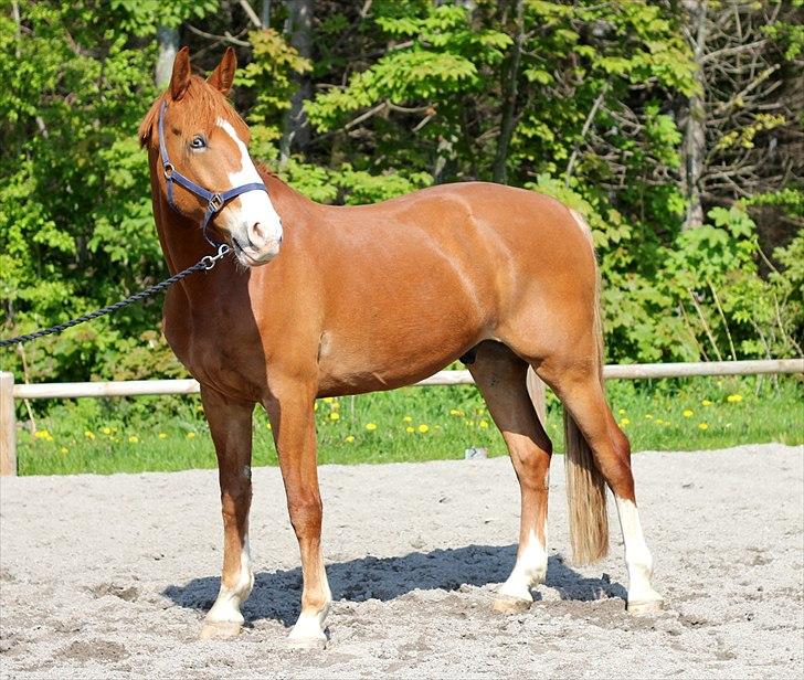 Frederiksborg Thor billede 4