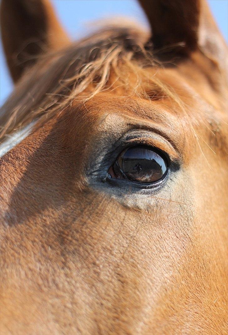 Frederiksborg Thor billede 5