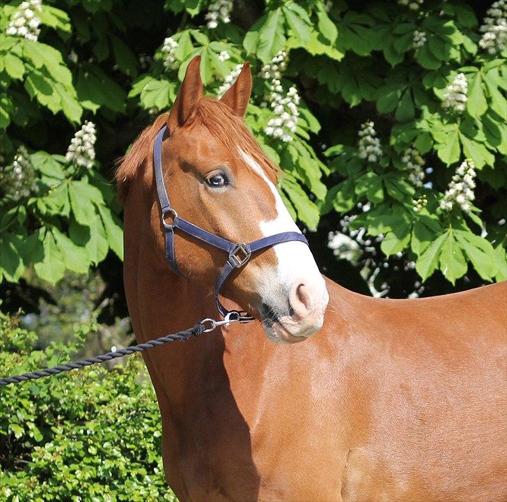 Frederiksborg Thor billede 7