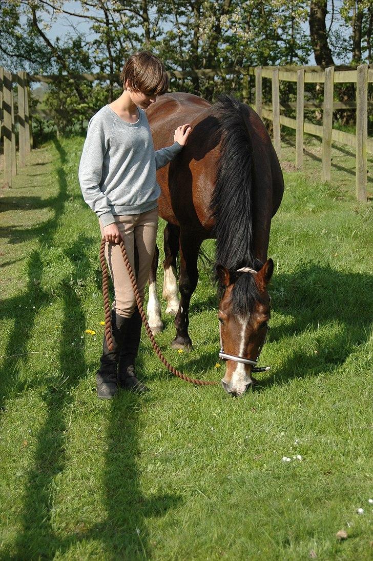 New Forest Mondi Fruedal - Tak fordi i kiggede på drømme ponyens profil! Lig gerne en besked eller beddømelse. billede 13