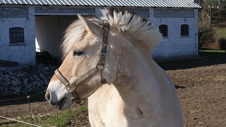 Fjordhest Majsens Lotte. billede 14