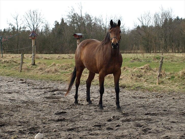 Trakehner Ankara H SOLGT billede 1