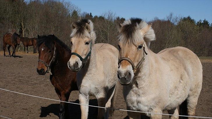 Fjordhest Majsens Lotte. billede 15