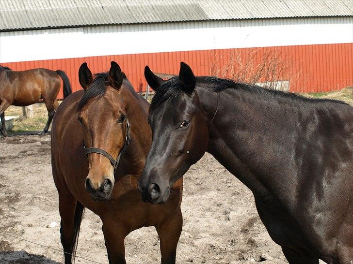 Trakehner Ankara H SOLGT billede 2