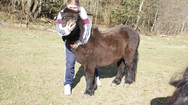 Shetlænder Majsens Ditten. billede 10