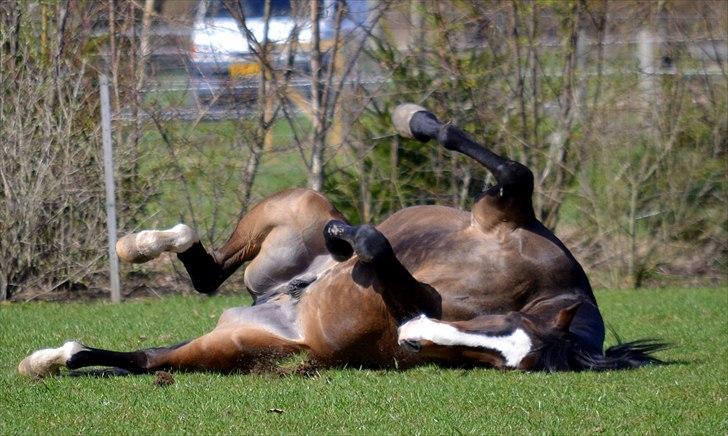 Dansk Varmblod Gerskovs Happy Hour **RIP** - 09.04.11Hip hurra det er min 3 års fødselsdag idag. billede 13