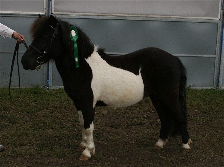 Shetlænder Stjernens Player billede 4