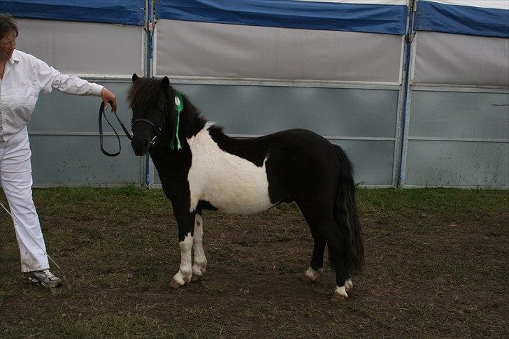 Shetlænder Stjernens Player billede 5