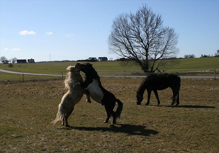 Shetlænder Stjernens Player billede 6
