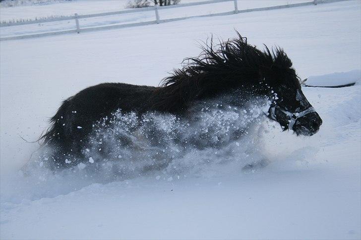 Shetlænder Stjernens Player billede 7