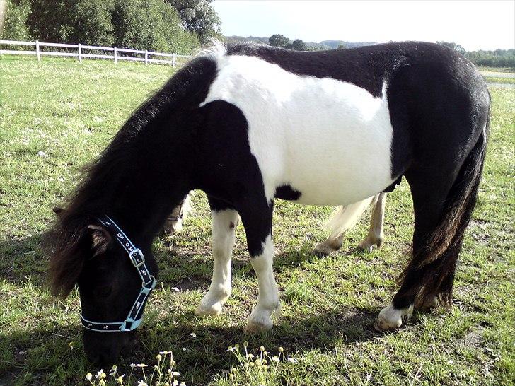 Shetlænder Stjernens Player billede 8