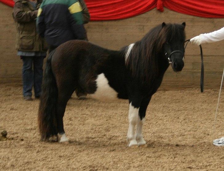 Shetlænder Stjernens Player billede 9