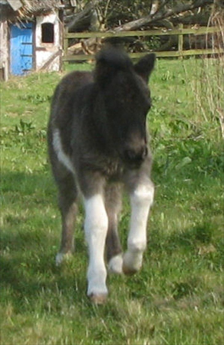 Shetlænder Stjernens Player billede 10