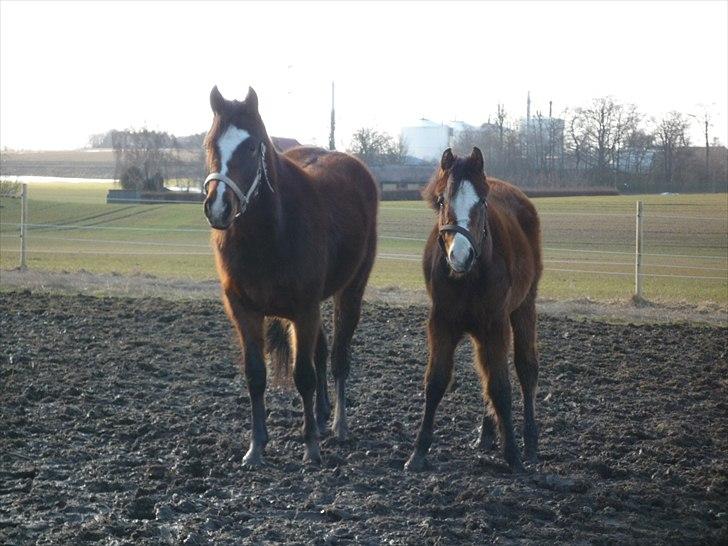 DSP Pour Prestige - Walde & Prestige billede 14