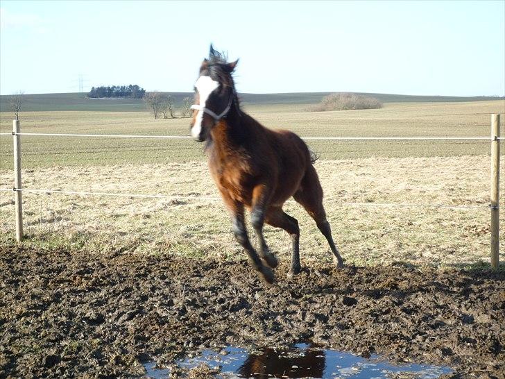 DSP Pour Prestige - Forårs kulleret ;)  billede 15