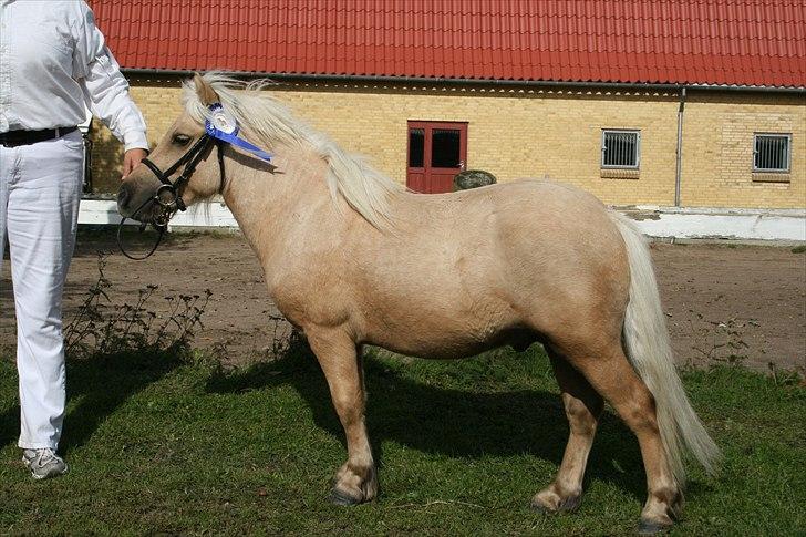 Shetlænder Stjernens Percy billede 3