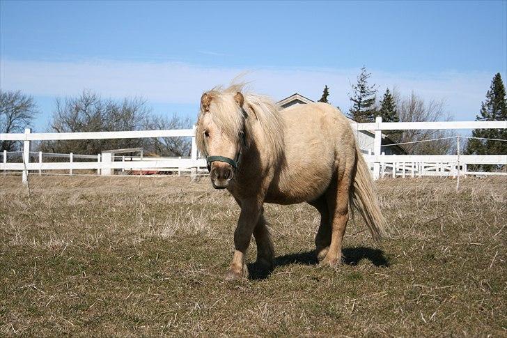 Shetlænder Stjernens Percy billede 4