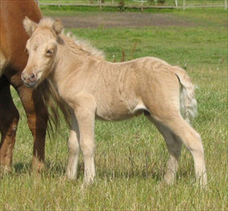 Shetlænder Stjernens Percy billede 10