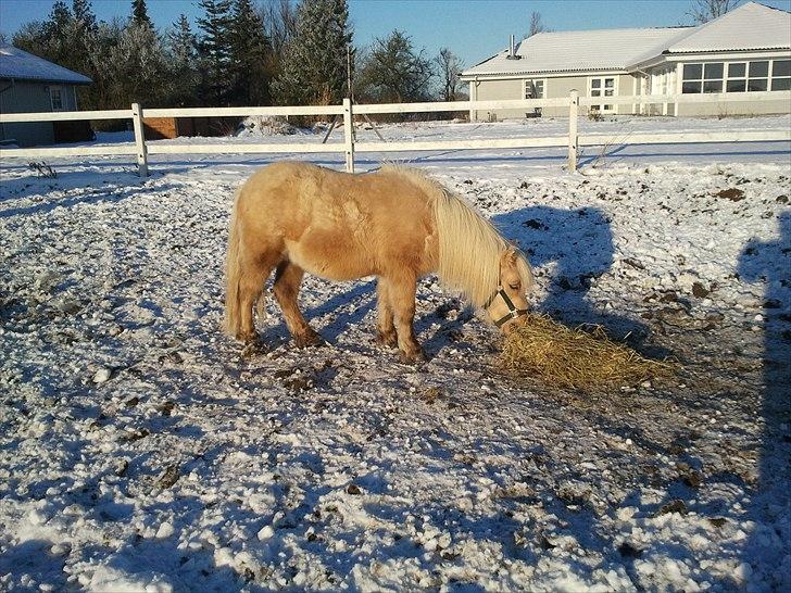 Shetlænder Stjernens Percy billede 5